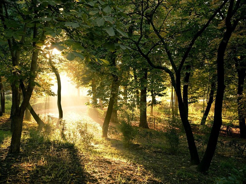 Sunlight Through Forest — Trees, Yellow