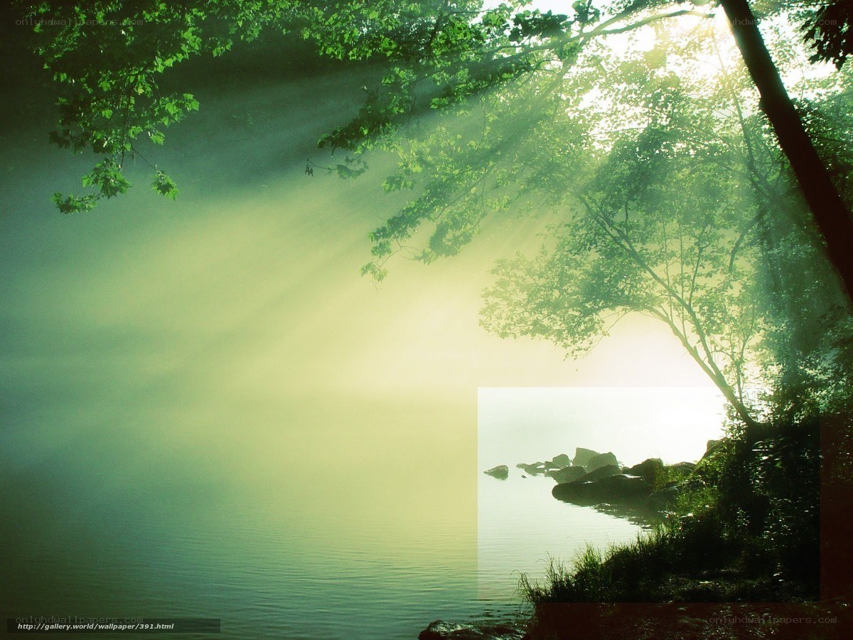 Sunlight through forest trees