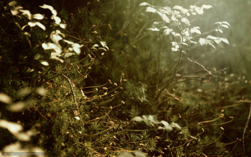 Sunlight through forest undergrowth