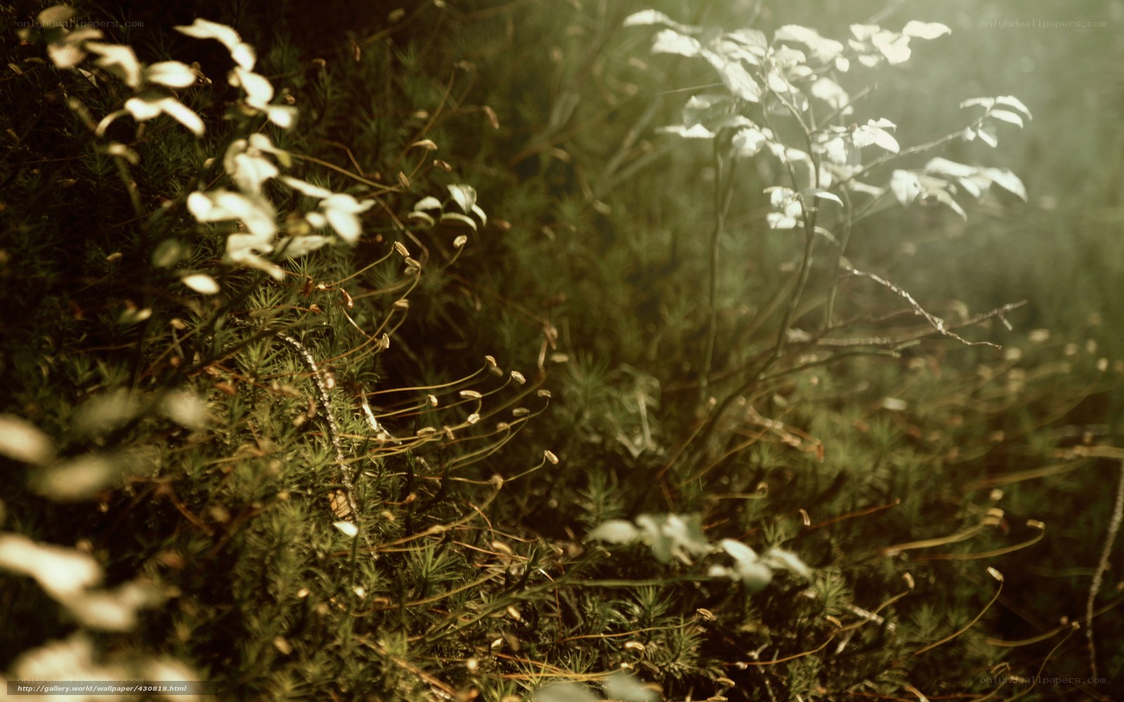 Sunlight through forest undergrowth