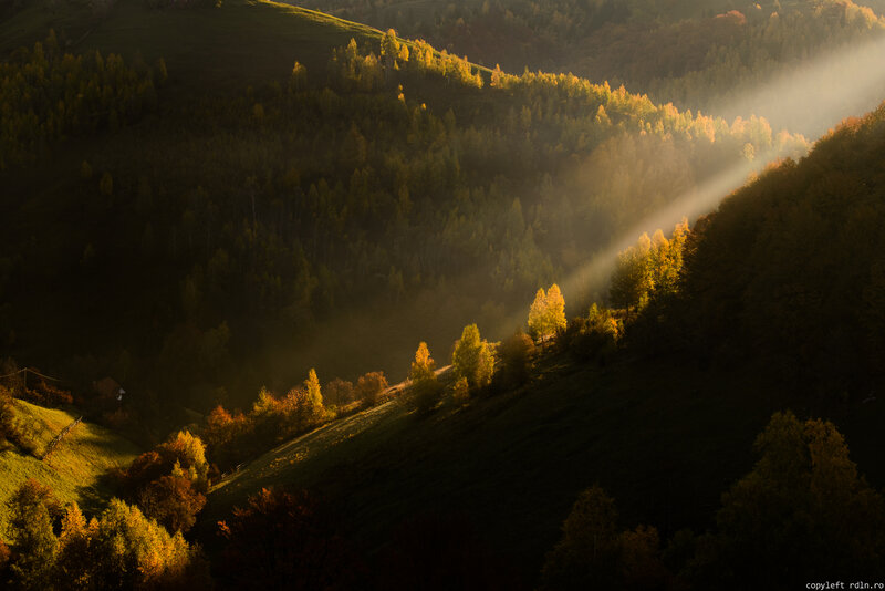 Sunlight Through Forest Valley — Green