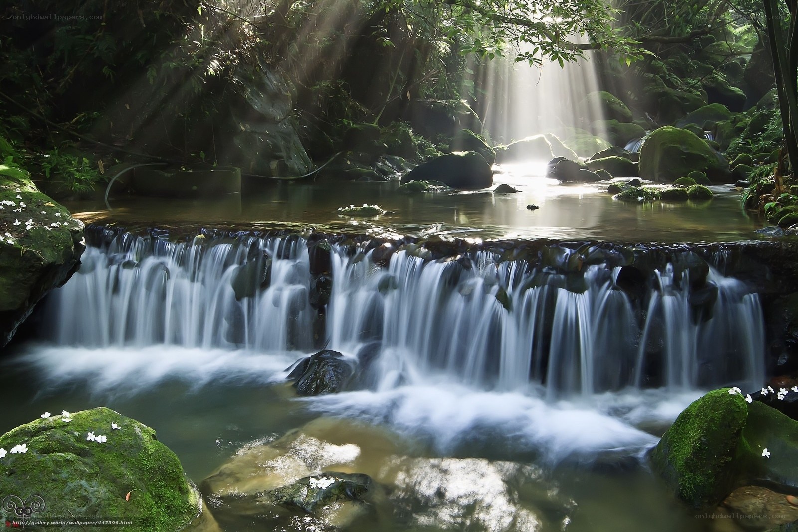 Sunlight through forest waterfall