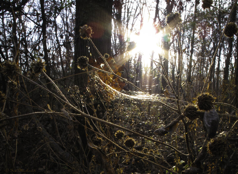 Sunlight Through Forest Web