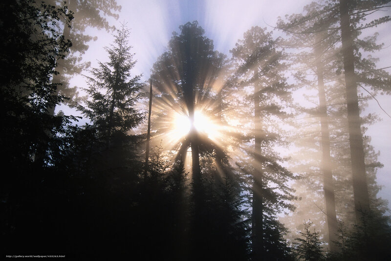 Sunlight Through Forest — White, Serene, Morning