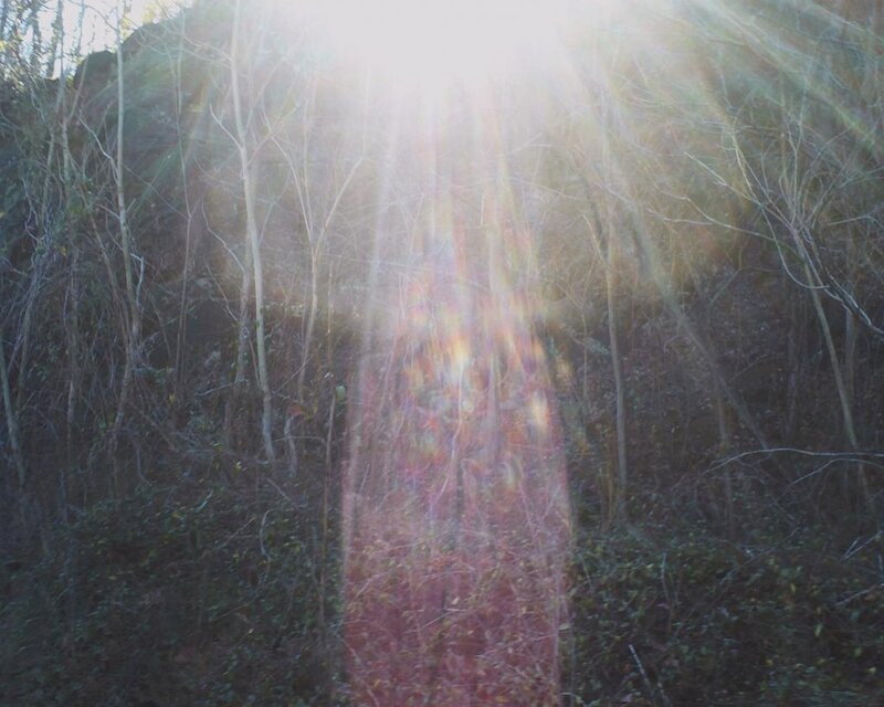 Sunlight Through Forest — White, Serene