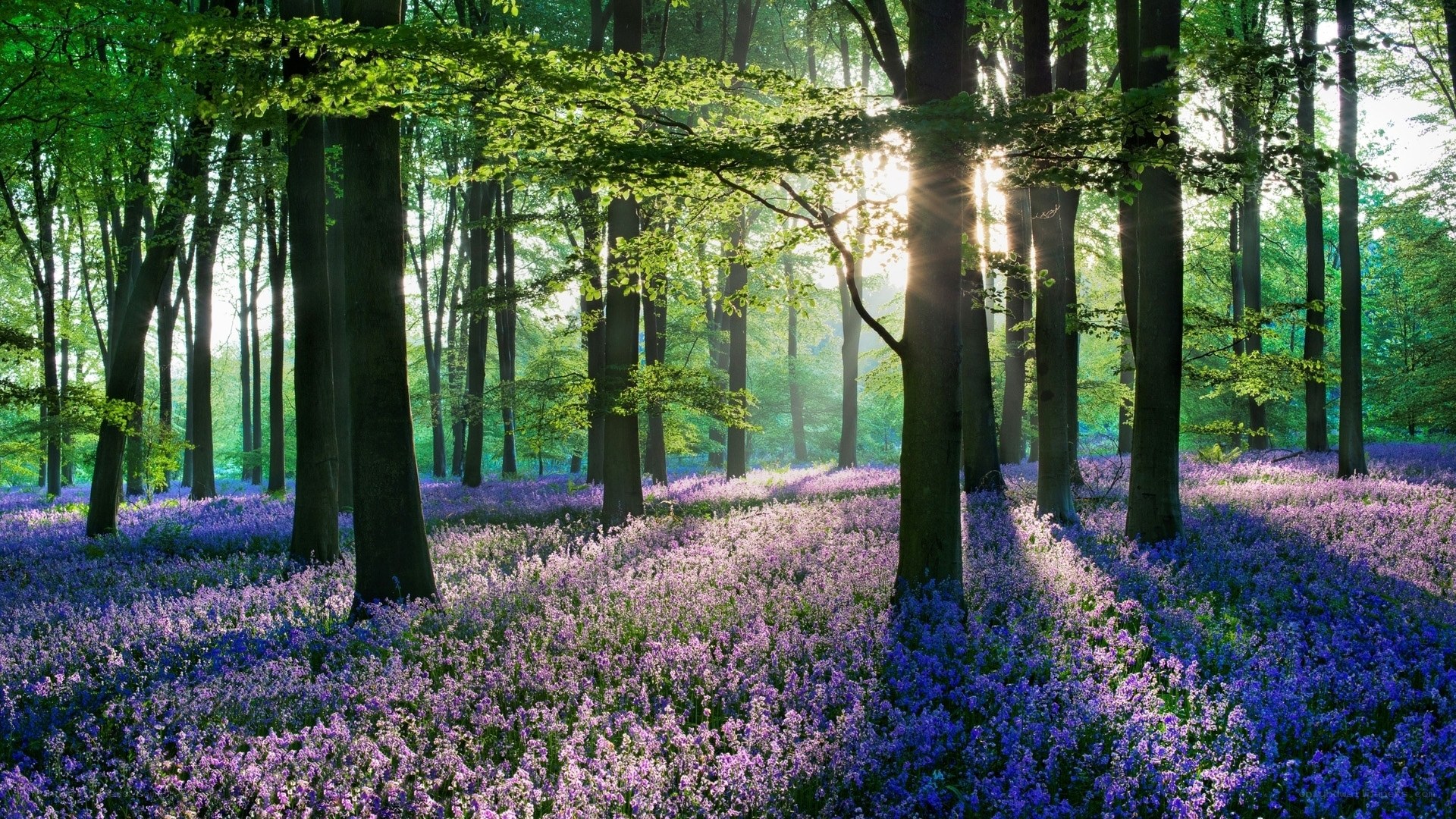 Sunlight through forest with bluebells