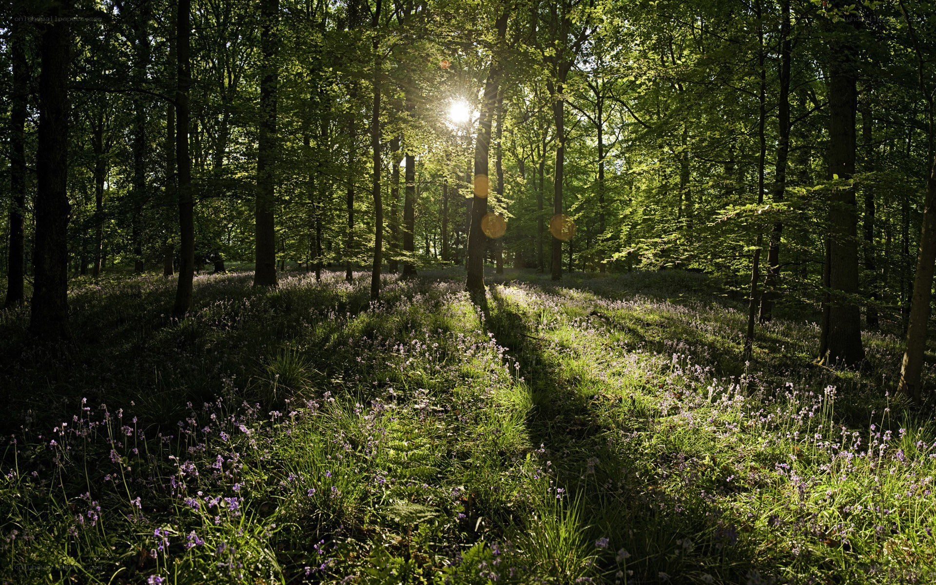 Sunlight through forest with bluebells