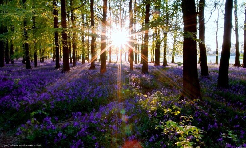 Sunlight through forest with bluebells