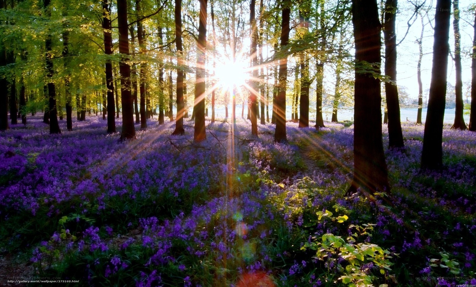 Sunlight through forest with bluebells