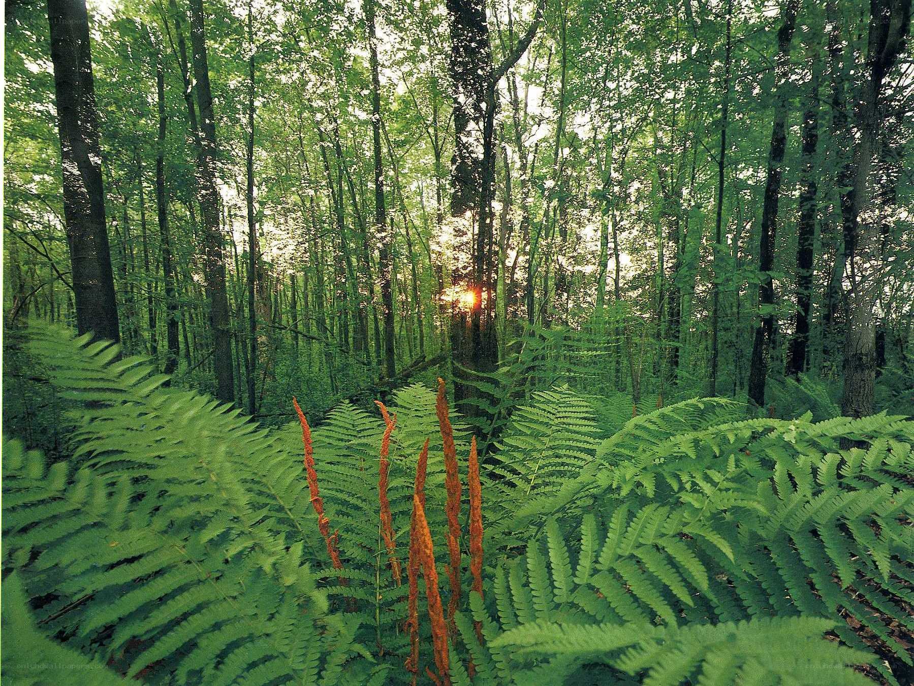 Sunlight through forest with ferns