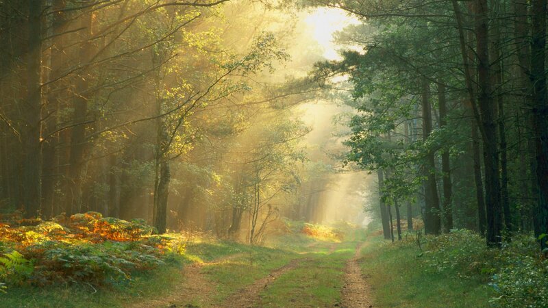 Sunlight Through Forest — Yellow, Brown