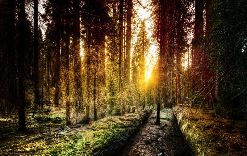 Sunlight Through Forest — Yellow, Dramatic, Sunset, Photograph
