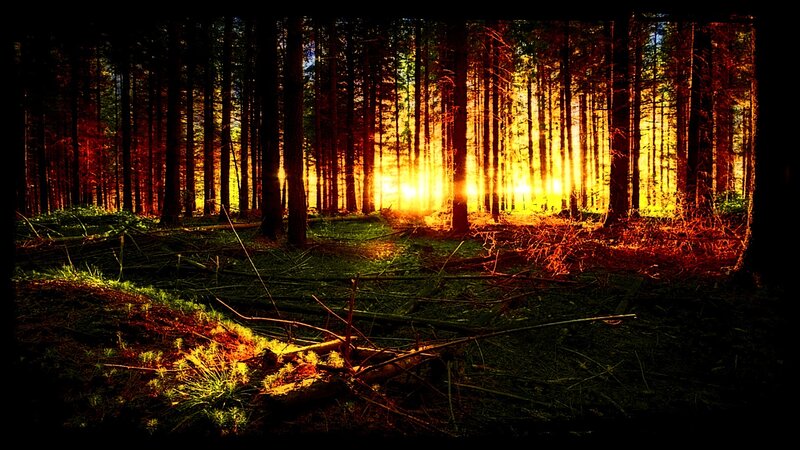 Sunlight Through Forest — Yellow, Dramatic, Sunset, Photograph, Trees, Forest Floor