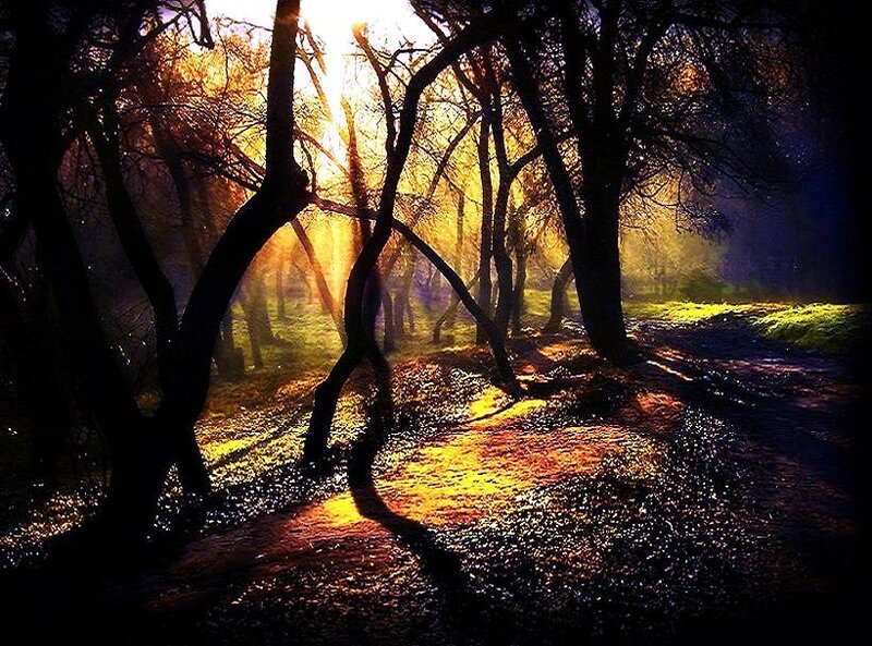 Sunlight Through Forest — Yellow, Dramatic, Sunset, Photograph, Trees, Path