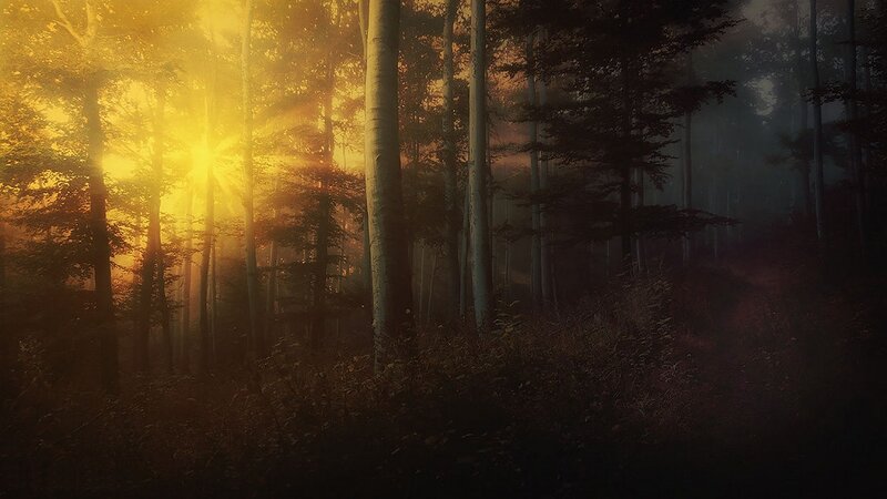Sunlight Through Forest — Yellow, Dramatic, Sunset, Photograph, Trees