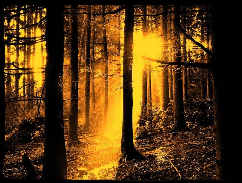 Sunlight Through Forest — Yellow, Dramatic, Sunset