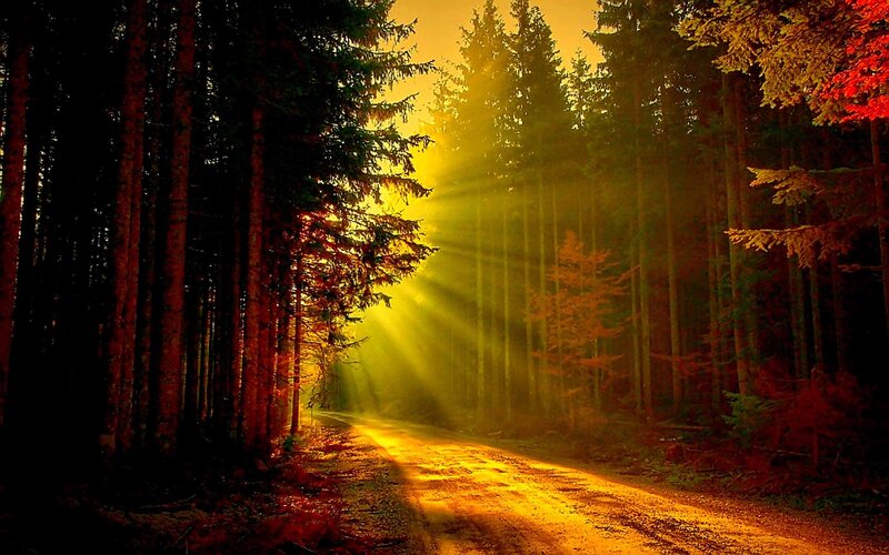 Sunlight Through Forest — Yellow, Dramatic