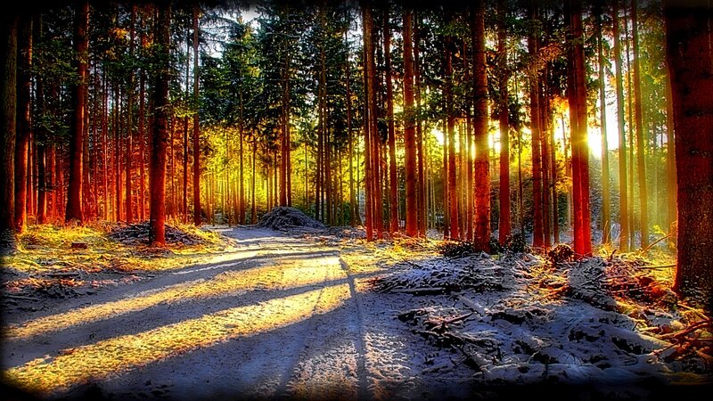 Sunlight Through Forest — Yellow, Dramatic, Winter