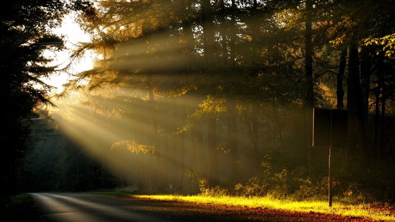 Sunlight Through Forest — Yellow, Morning