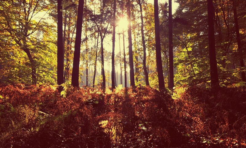 Sunlight Through Forest — Yellow, Serene, Autumn, Photograph