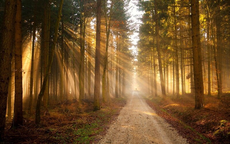 Sunlight Through Forest — Yellow, Serene, Morning, Photograph, Path