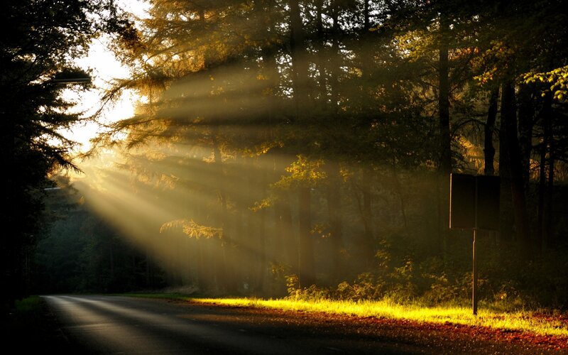 Sunlight Through Forest — Yellow, Serene, Morning, Photograph, Road