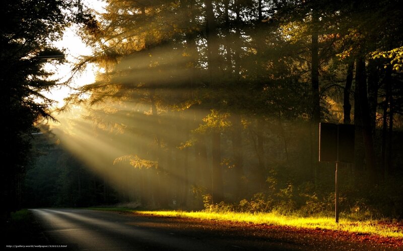 Sunlight Through Forest — Yellow, Serene, Morning, Photograph, Road, Trees