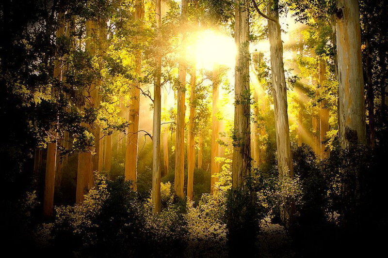 Sunlight Through Forest — Yellow, Serene, Morning, Photograph