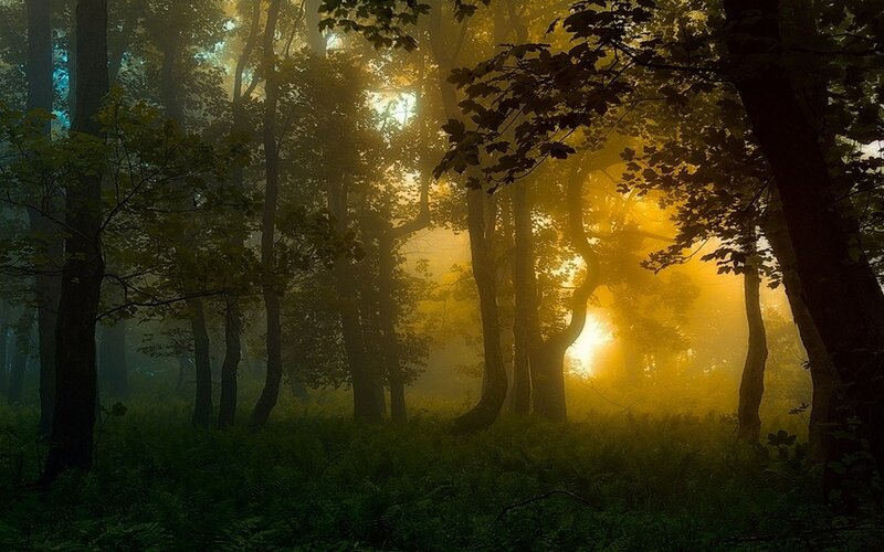 Sunlight Through Forest — Yellow, Serene, Morning, Photograph, Trees, Fog, Foliage