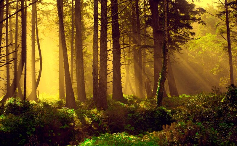 Sunlight Through Forest — Yellow, Serene, Morning, Photograph, Trees, Fog, Sunbeams