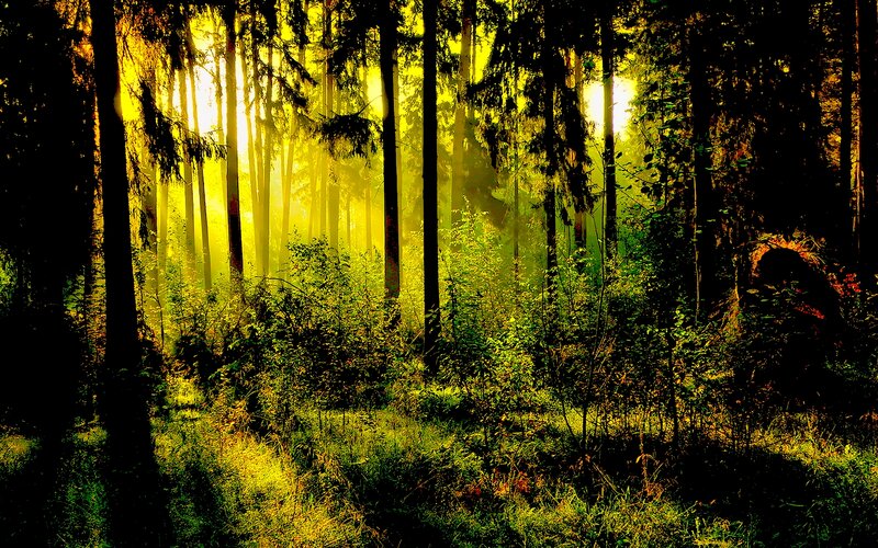 Sunlight Through Forest — Yellow, Serene, Morning, Photograph, Trees, Fog