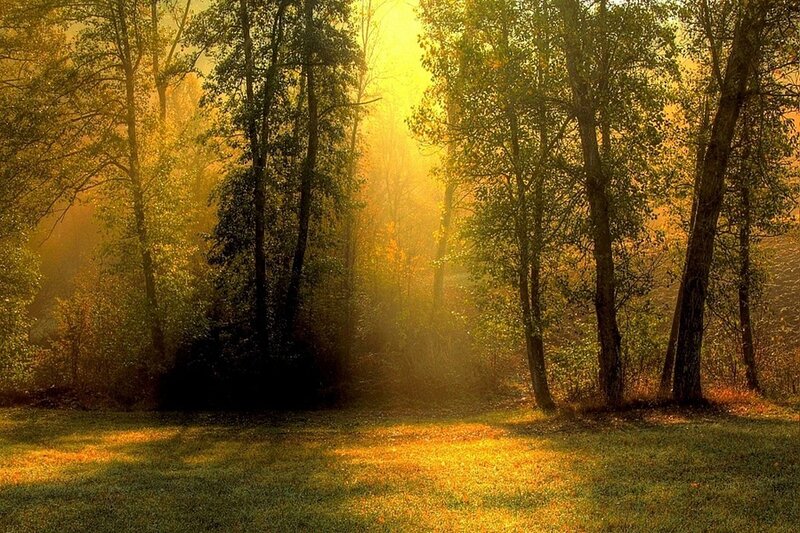 Sunlight Through Forest — Yellow, Serene, Morning, Photograph, Trees, Grass