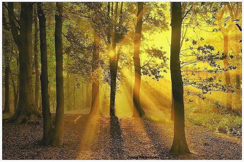 Sunlight Through Forest — Yellow, Serene, Morning, Photograph, Trees, Leaves