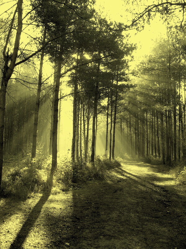 Sunlight Through Forest — Yellow, Serene, Morning, Photograph, Trees, Path, Fog, Green