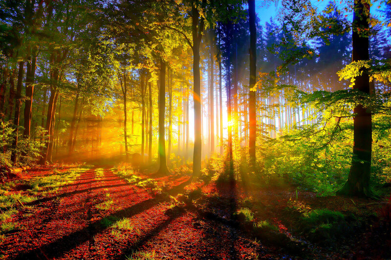 Sunlight Through Forest — Yellow, Serene, Morning, Photograph, Trees, Path