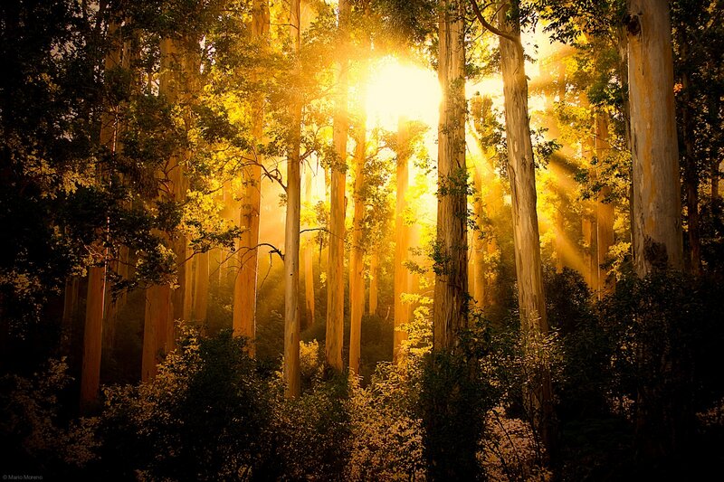 Sunlight Through Forest — Yellow, Serene, Morning, Photograph, Trees, Sunbeams, Fog