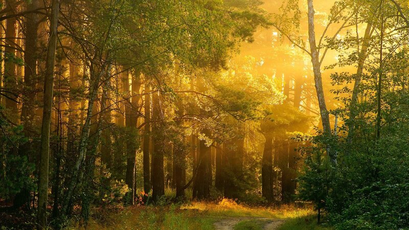 Sunlight Through Forest — Yellow, Serene, Morning, Photograph, Trees