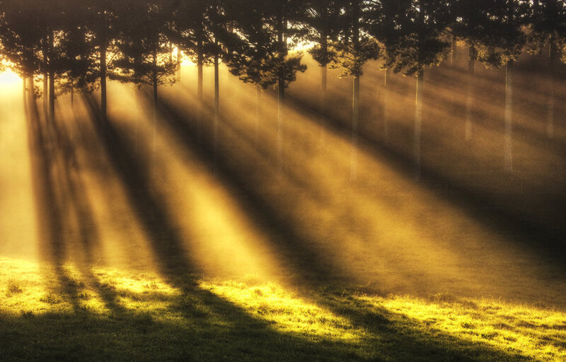 Sunlight Through Forest — Yellow, Serene, Morning