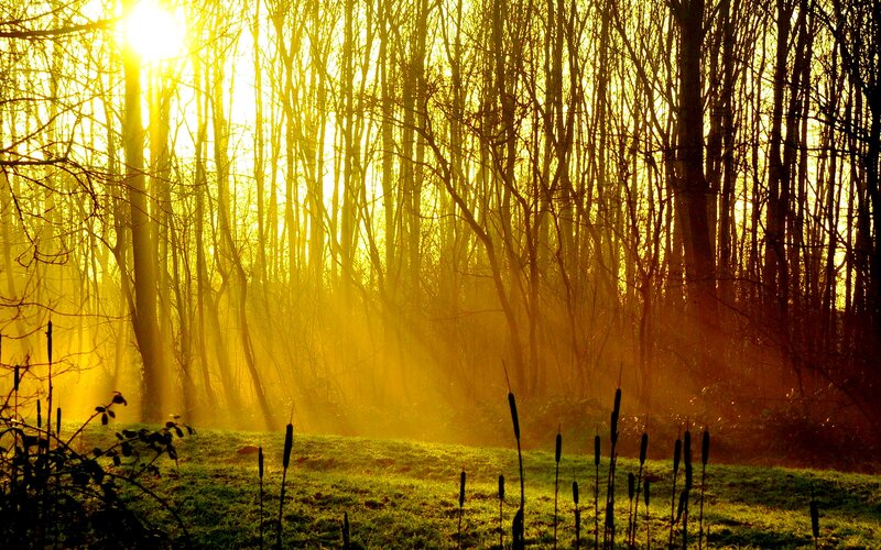 Sunlight Through Forest — Yellow, Serene, Sunrise, Photograph