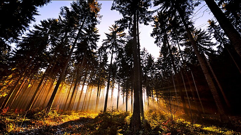 Sunlight Through Forest — Yellow, Serene, Sunrise, Photograph, Trees, Sunbeams
