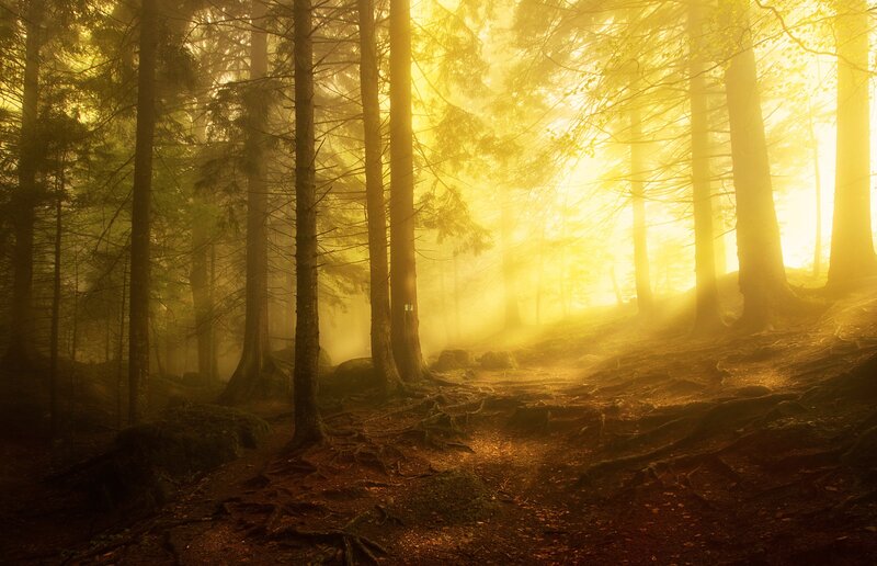 Sunlight Through Forest — Yellow, Serene, Sunrise, Photograph, Trees