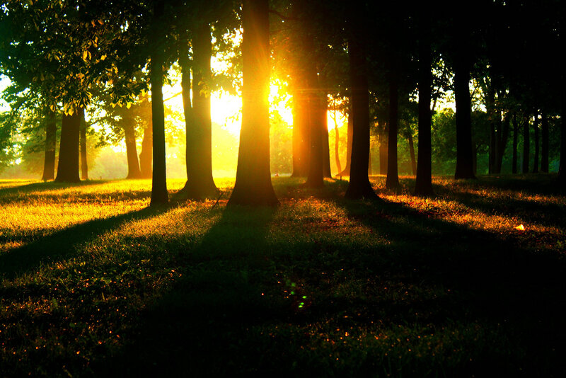Sunlight Through Forest — Yellow, Serene, Sunrise