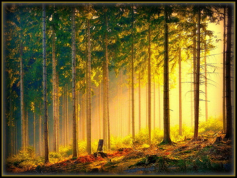 Sunlight Through Forest — Yellow, Serene