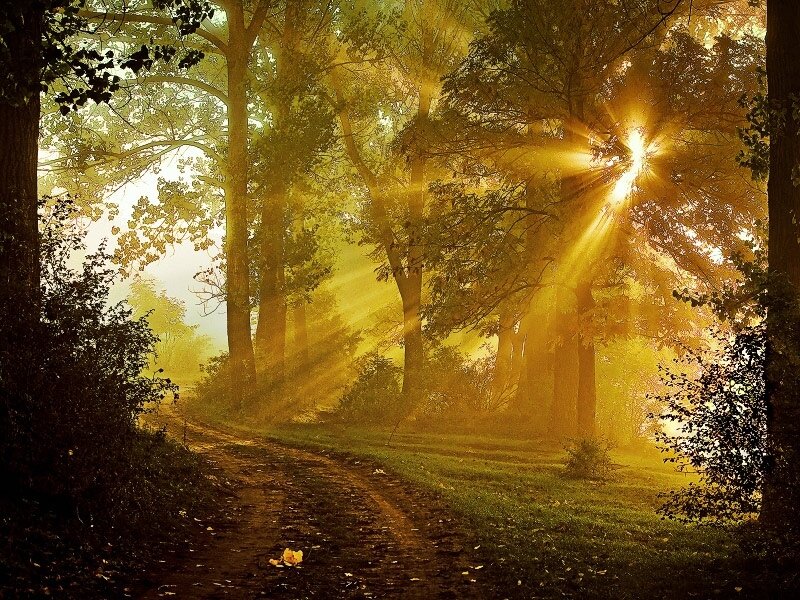 Sunlight Through Forest — Yellow