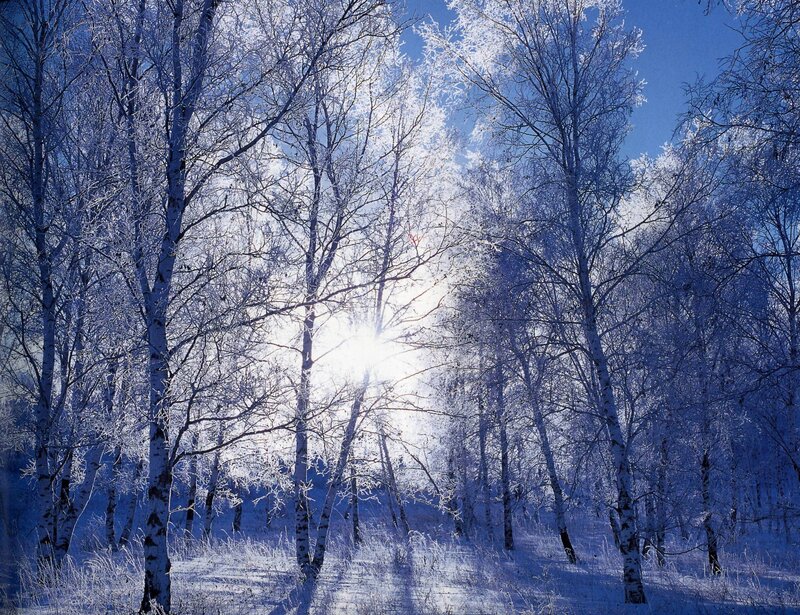 Sunlight through frosty birch trees