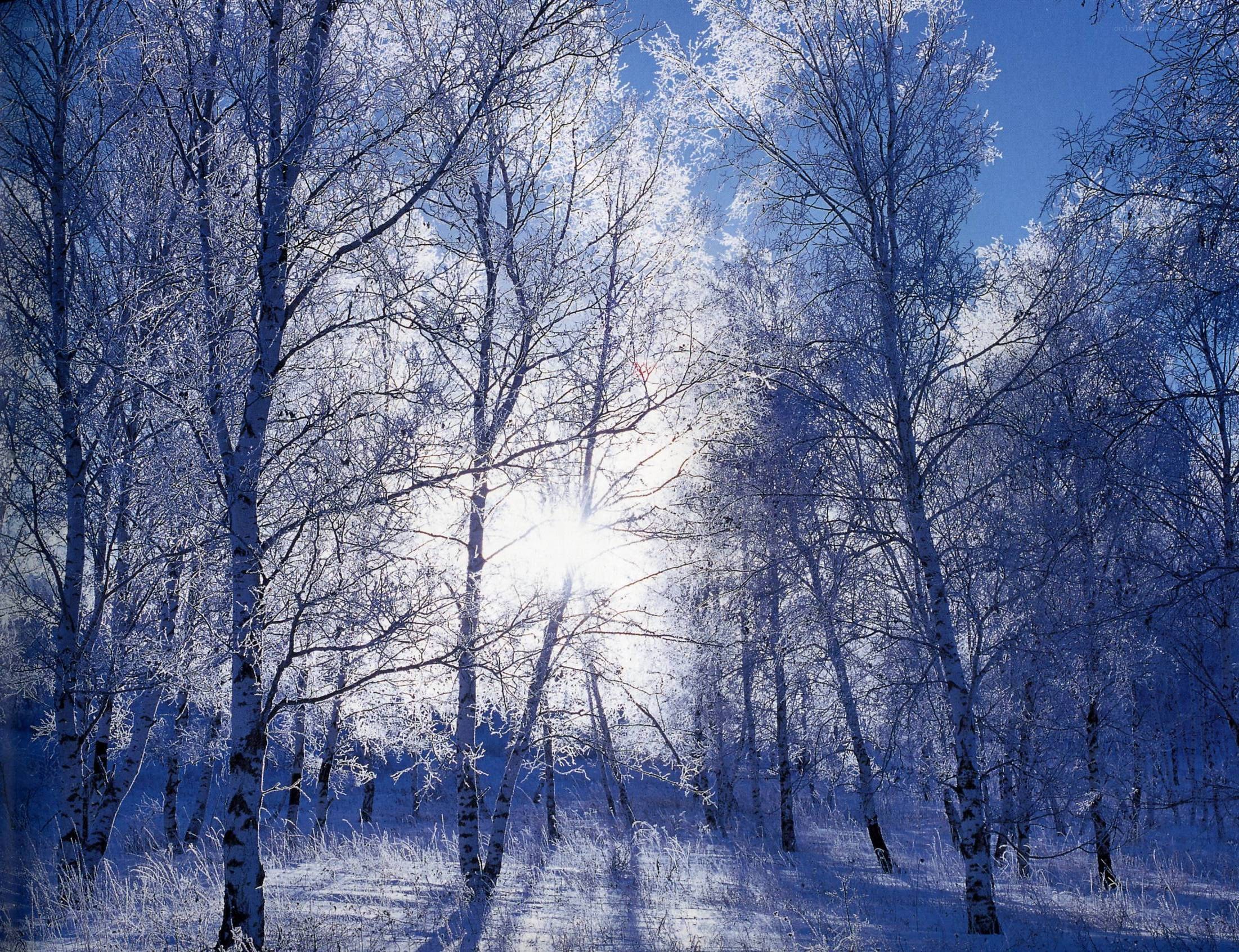 Sunlight through frosty birch trees