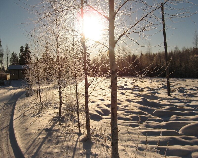 Sunlight through frosty trees