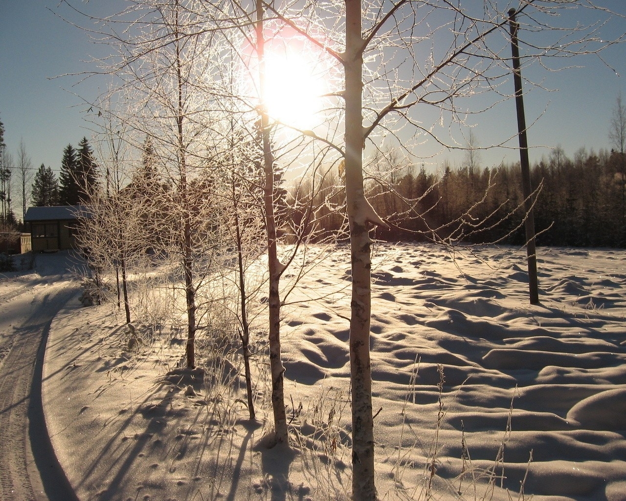 Sunlight through frosty trees