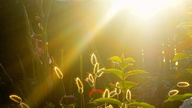 Sunlight through garden plants