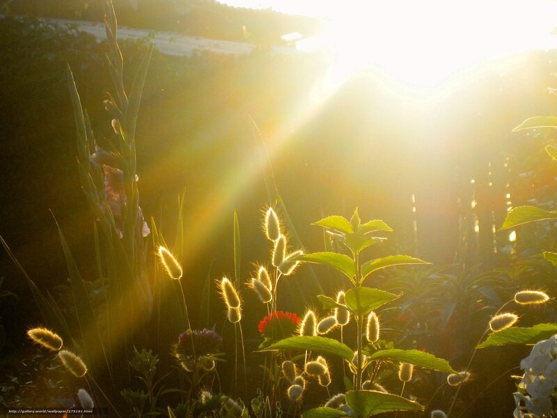 Sunlight through garden plants
